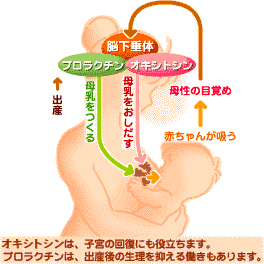 恋愛ホルモン オキシトシンは愛撫や抱擁などの時に出る親密感を増す成分です 愛撫や抱擁のときに分泌される 恋愛ホルモン